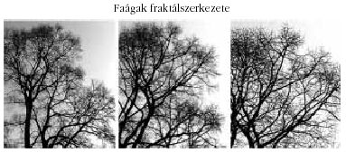 Fagak fraktlszerkezete