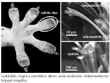 Gekklb, vgn a szrkkel, illetve 
azok szerkezete elektronmikroszkppal vizsglva