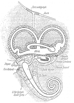 A figure from G. Bksy's article,  published in 1935